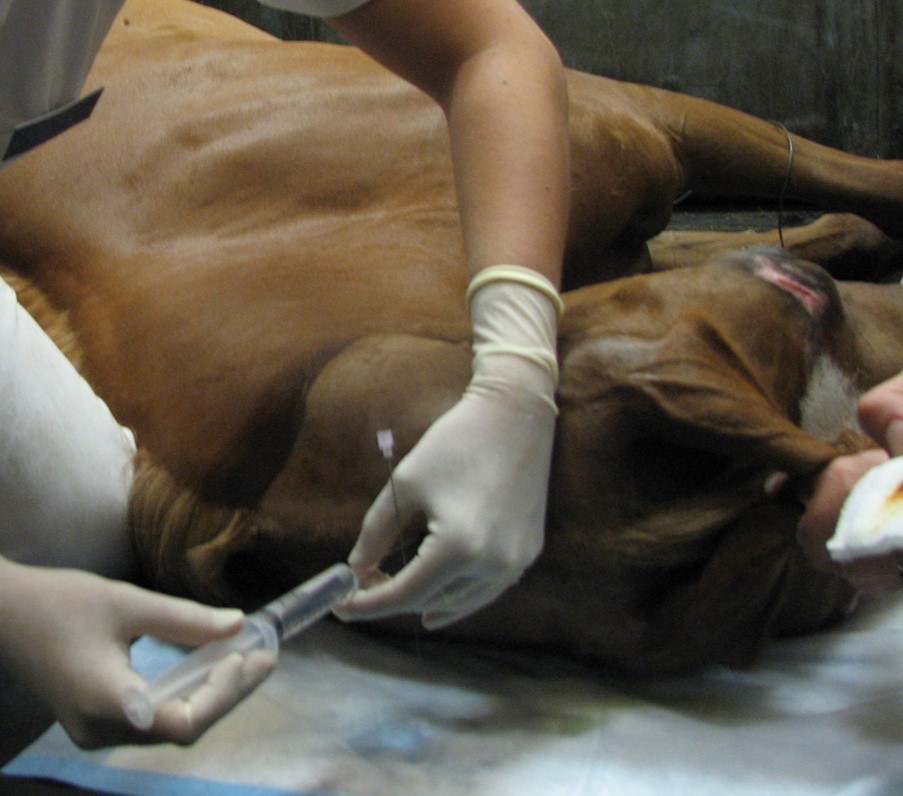 Ponction du liquide céphalo-rachidien chez un cheval avec une atteinte du système nerveux central.
