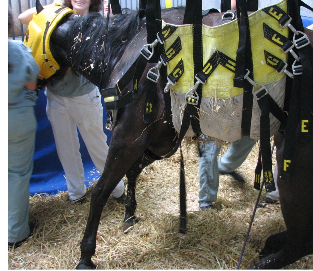 Cheval à terre en train de se faire relever à l'aide d'une sangle