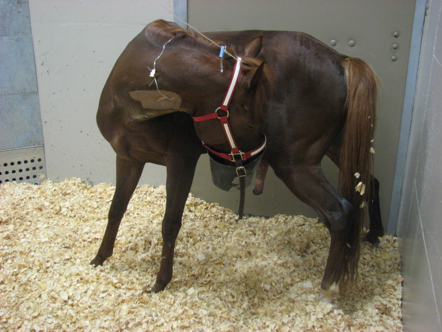 Cheval en coliques