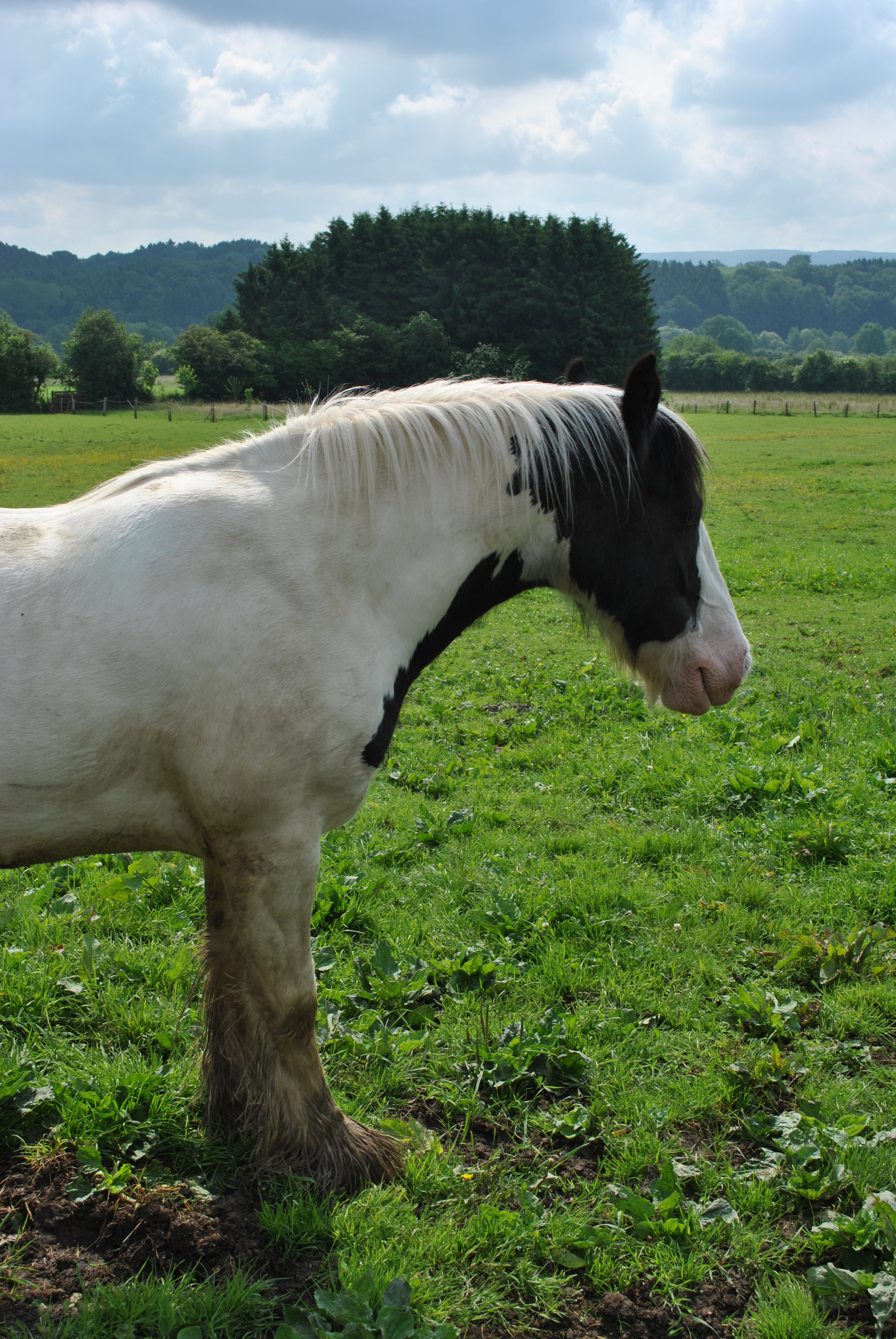 Environnement idéal pour un cheval atteint de RAO (souffle, emphysème)