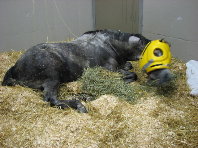 Le cheval à terre